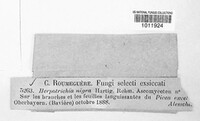 Herpotrichia nigra image